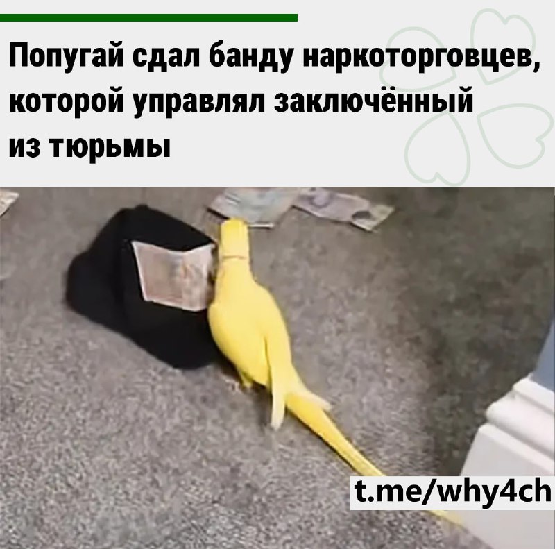 Наркокартель работал более 103 лет, пока его не сдала птичка по имени Манго. В банде состояла девушк
