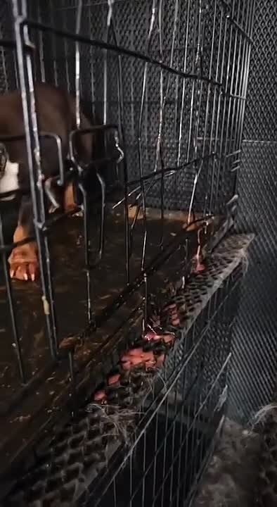 Собаки Моны и Эльдара Джарахова попали в лапы живодеро...