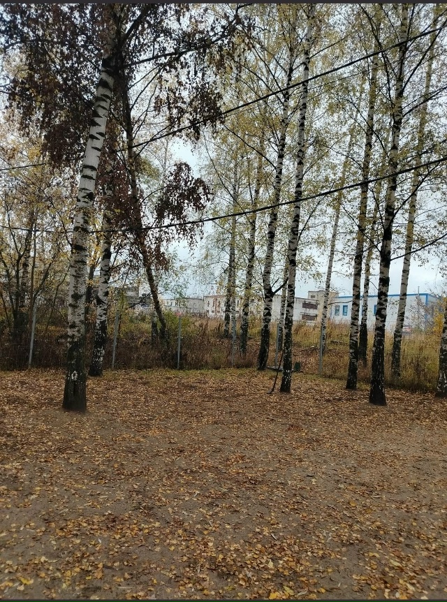 После летнего урагана на нашей площадке для выгула соб...