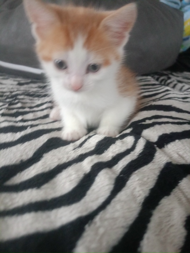 Котёнок 2 месяца, мальчик-кот, бодрый и здоровый, ест вс?...