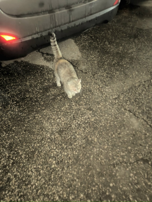 Чья кошечка бегает кричит / с ошейником/