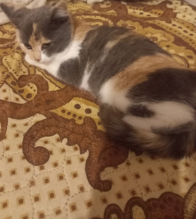 Добрый вечер))) Скажите пожалуйста чьи это котята бегаю...