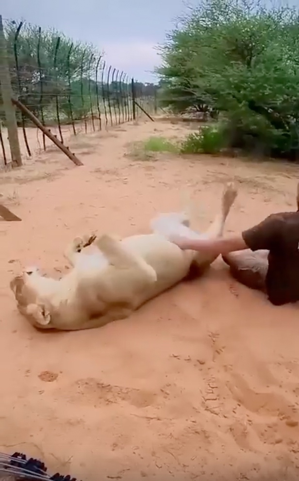Она наконец-то дождалась своего хозяина..