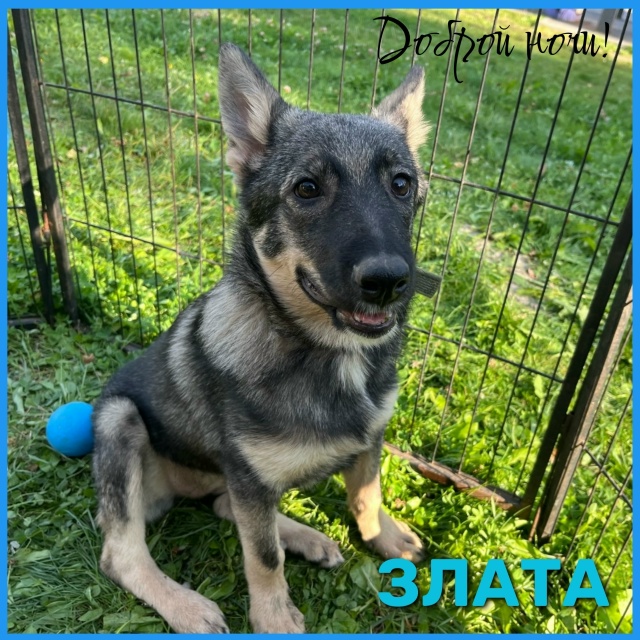 Ищем для Златы заботливые руки❤ и теплый дом🏡.
Возьми...