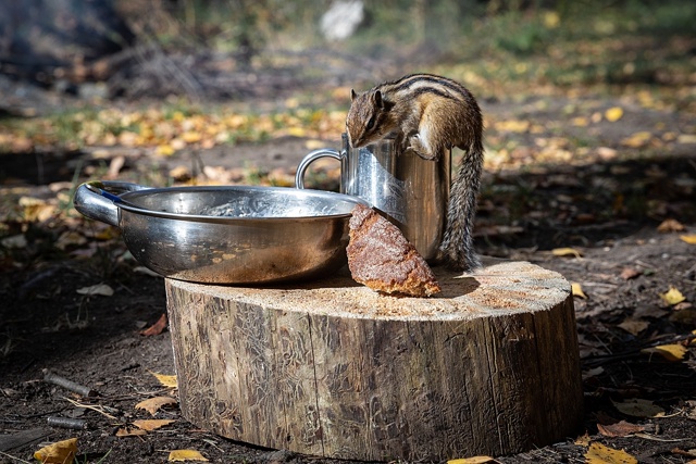 Хозяин стоянки. Река Чусовая