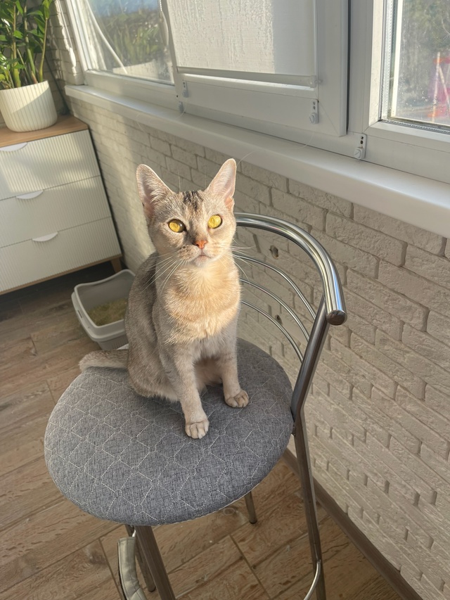 Абессинская кошечка ищет дом, добрые и заботливые рук?...