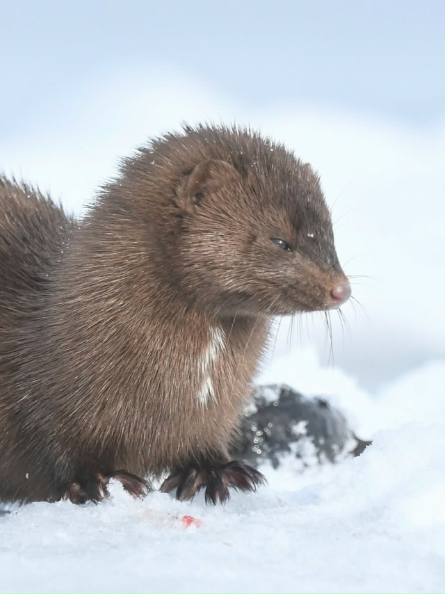Норка — маленький, но очень умелый охотник.
Она обожа...
