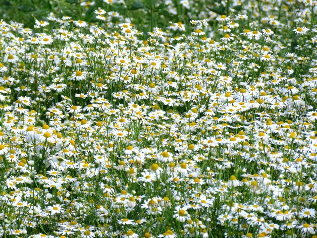 Прекрасное ромашковое поле в Пермском районе.🌼🌼🌼