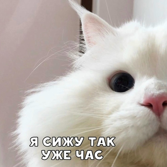 Просыпайся и покорми котика!