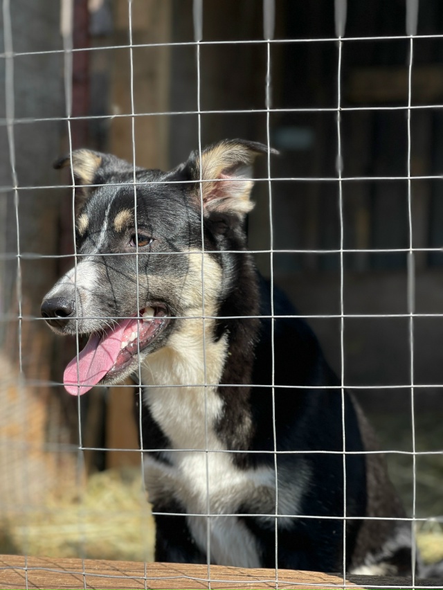 Чудово!!! Веселая девочка Мила ищет дом и ответственных...