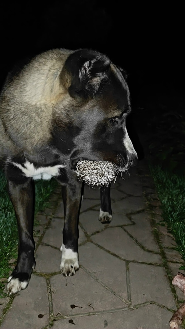 Из садоводства 