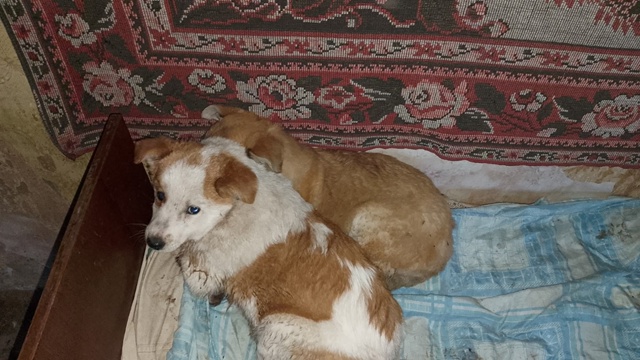 SOS:И опять у нас больная тема ! Люди,да сколько это може?...