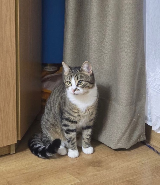 ПОТЕРЯЛАСЬ КОШКА!
В районе разводной 33 пропала кошка, с...