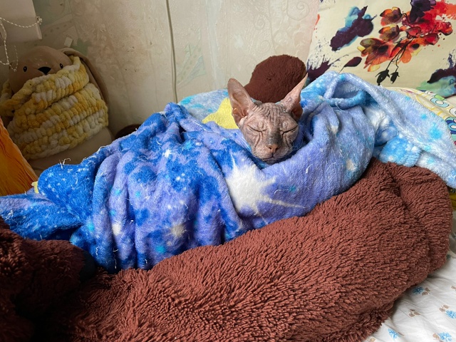 Мишель
эксперт по котлеткам с сыром, огурцам и кабачка?...