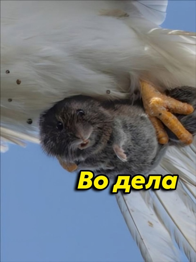 Редкий снимок: Белый коршун с пойманной добычей попал ?...