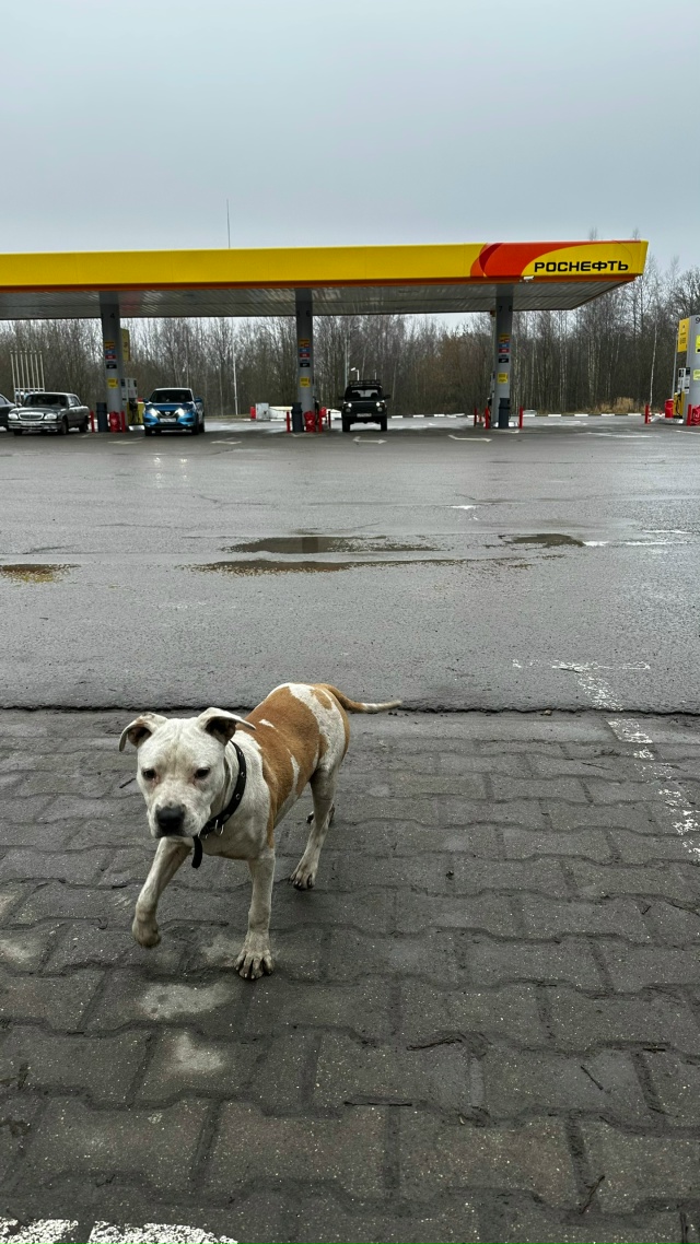 Сегодня 01.12 по дороге в Москве на заправке Роснефть при...