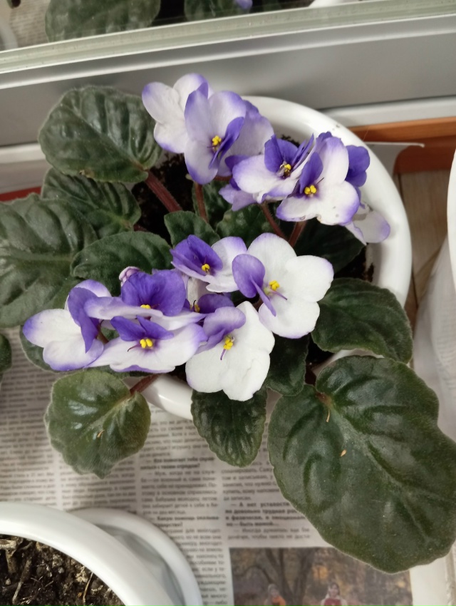 Отдам. Отрадное, ул. Дружбы.