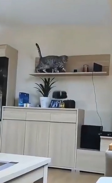 Какие же эти котяры коварные!