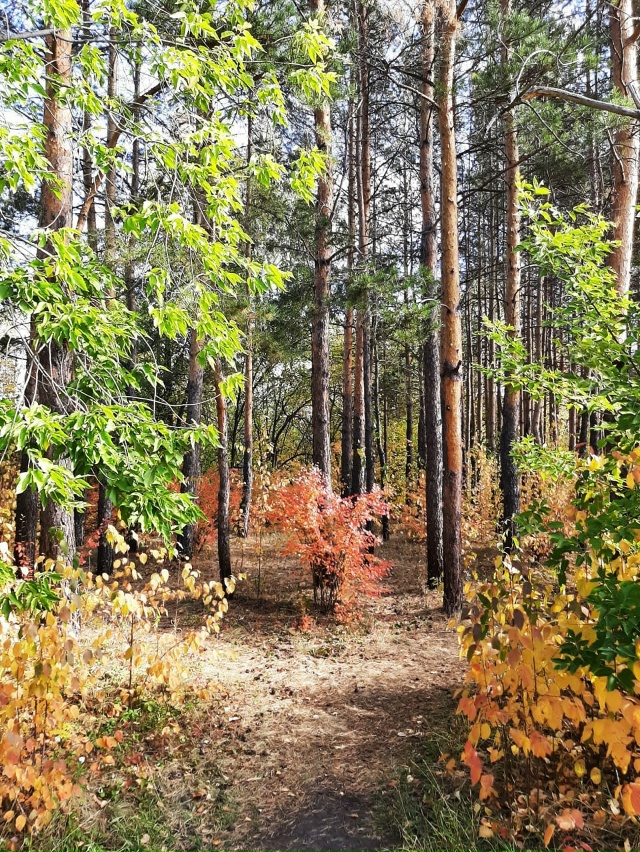 ??Улыбка осени. Успеваем наслаждаться! Лесопарк в че...