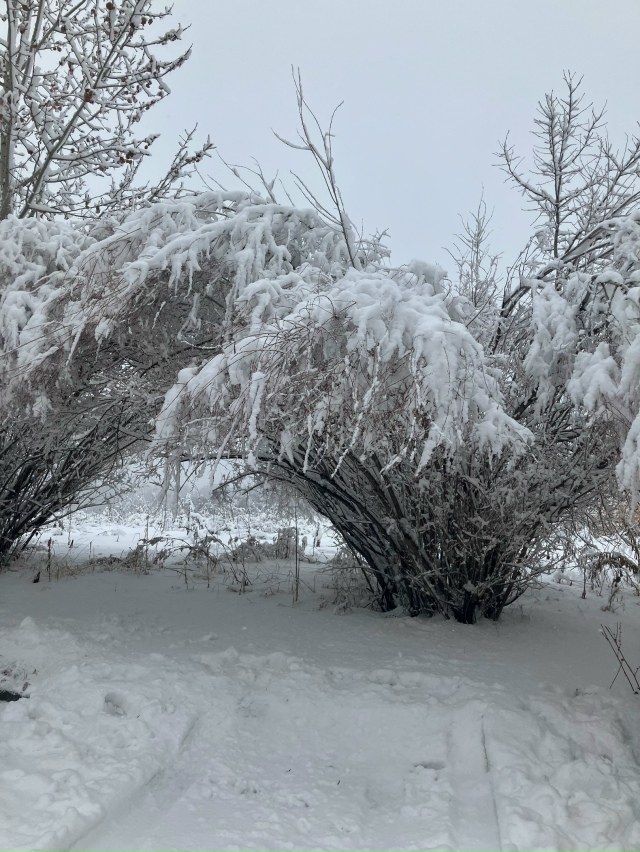 ❄️ Ηoвocибиpcк oкутaн cнeгoм. Γopoд ceгoдня cлoвнo бeлaя cкaзкa