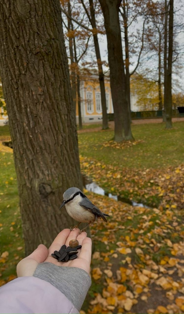 Общительные птички в Петергофе ❤