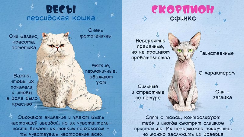 Российский астролог рассказал, какой вы кот по знаку зодиака
Ищем себя, кидаем друзьяшкам