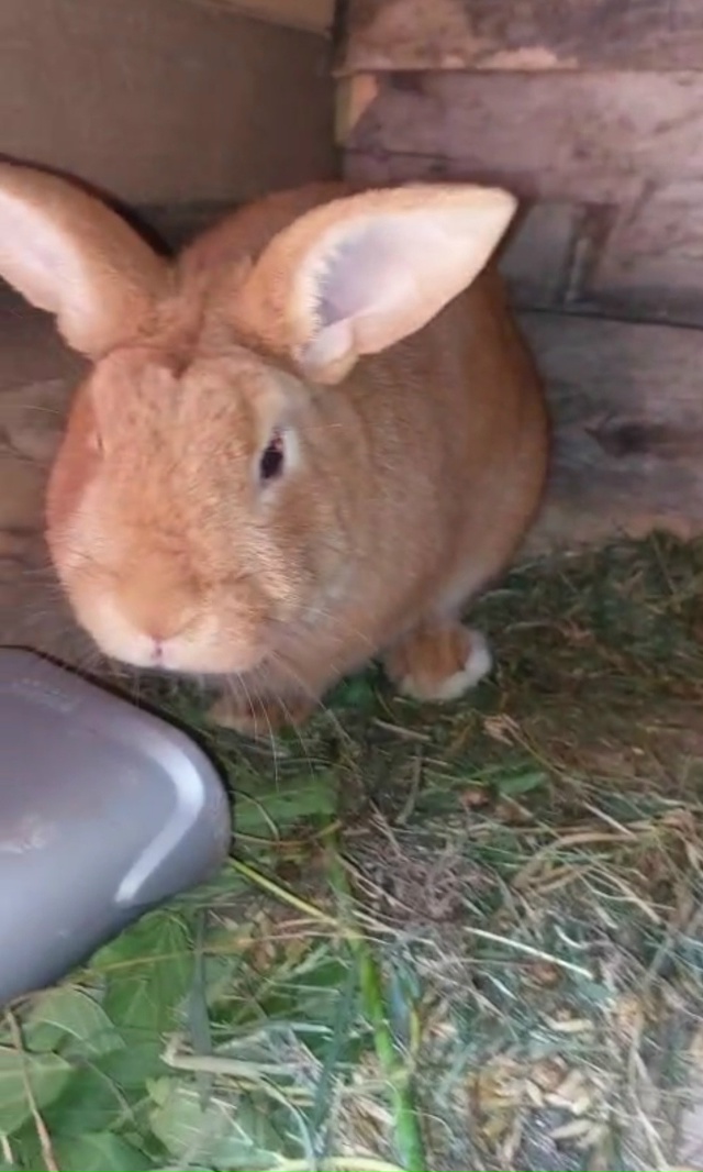 Продам крола на племя