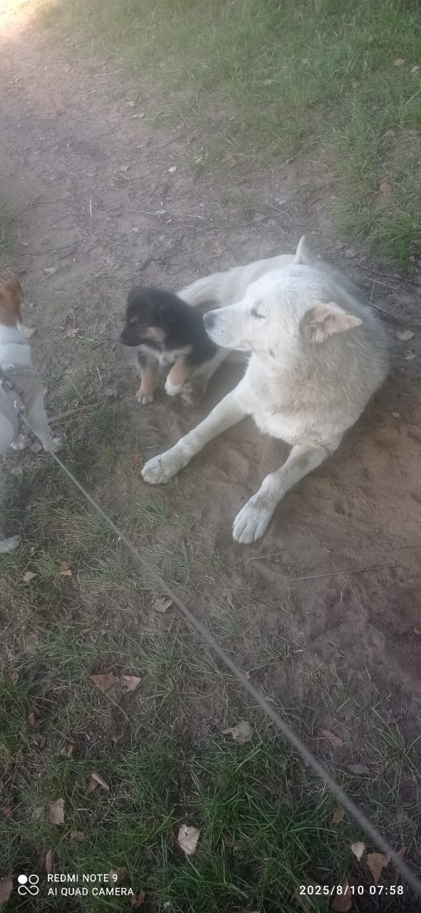 Срочно!!!В Верхнеднепровском пропал кобель маламут по ...