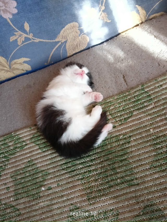 Отдам котёнка ? девочку в хорошие руки ,кушает сама к ...