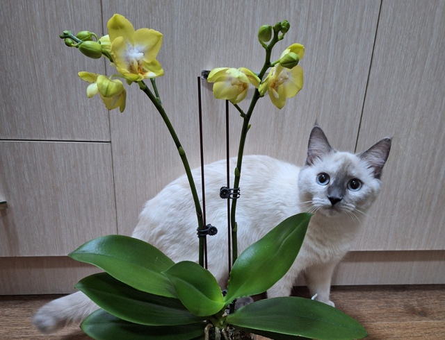 Потерялась кошка на Олимпийской 6.
Если вдруг кто увиде...