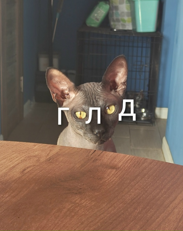 Маленький брат ,наблюдает за тобой шерстянка)))