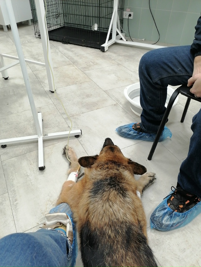 Добрый вечер, Самара. Уважаемые владельцы собак, кошек ...