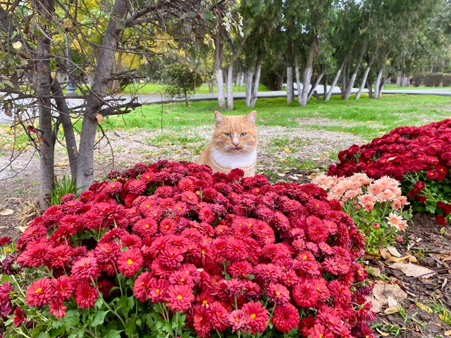 Евпаторийский котик, любитель прекрасного)))