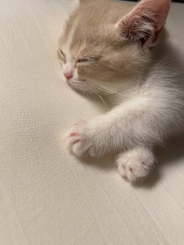 Споть :3