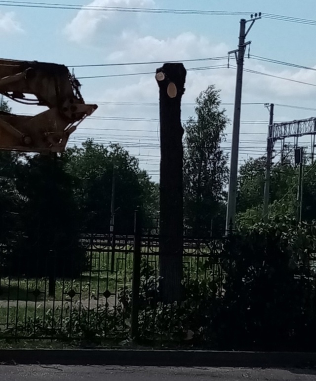Сегодня наблюдала как опиливают липы на Ленина, на при?...