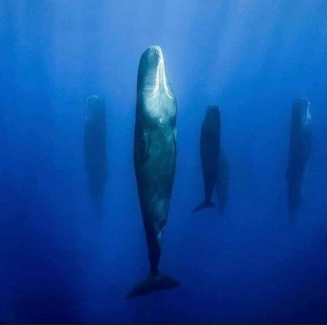 Стая кашалотов отдыхает посреди открытого океана.
Ин?...