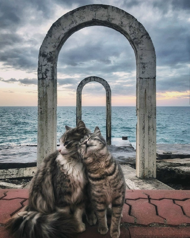 Koшaчья любoвь гдe-тo y мopя