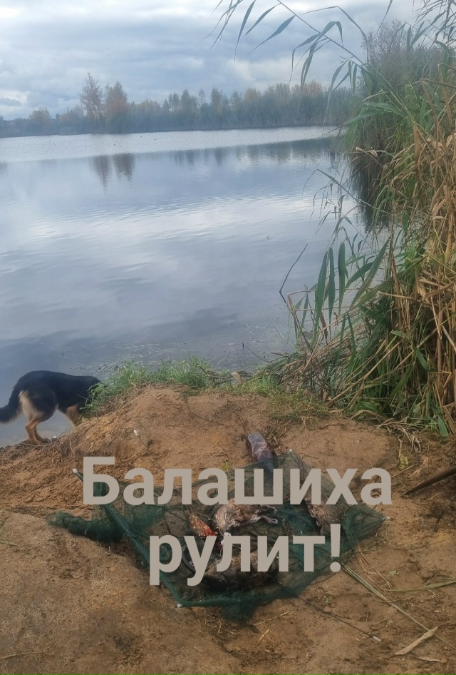 ‼Внимание‼Браконьеры‼
55.741099, 38.063966
На озере в д.Черн?...