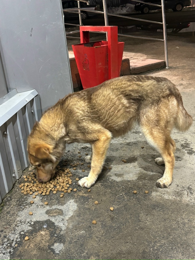 Может быть у кого-то убежал
У северного градуса на Устю...