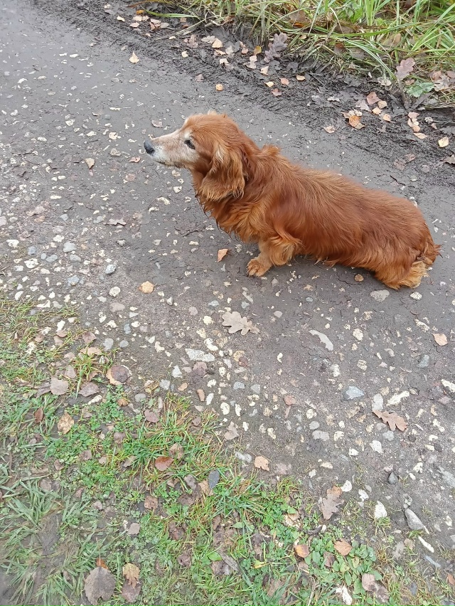 Прибилась собака на улице Пушкинская в сторону рощи. М?...