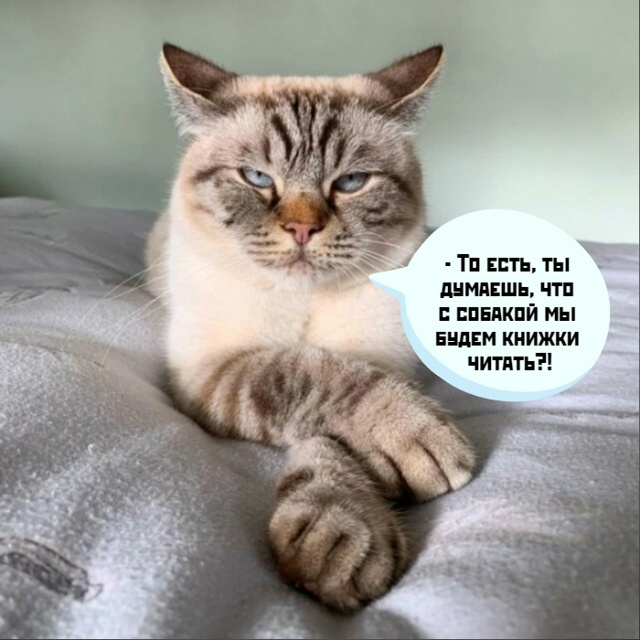 - Васька, будешь шкодить, куплю собаку!