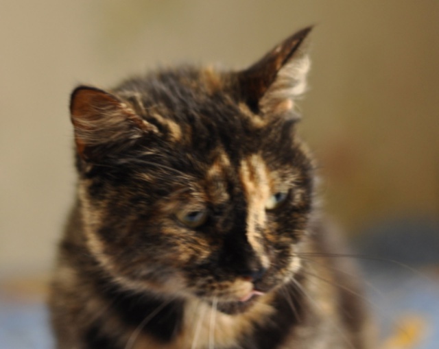 КОРИЦА ищет свой дом! 🧡
Вы любите булочки с корицей?
П?...