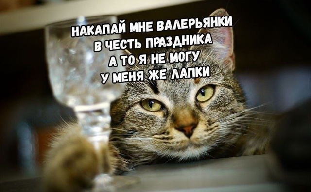 🐈 Сегодня отмечается всемирный день кошек ))
Не забуд...