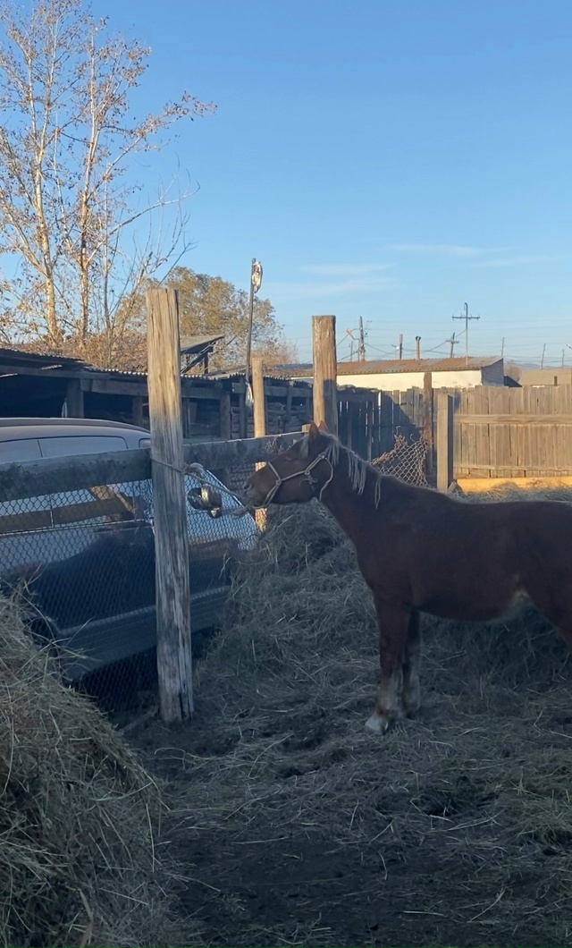 1 харлыг богба, корген билген улус долгаптарын дилеп ту...