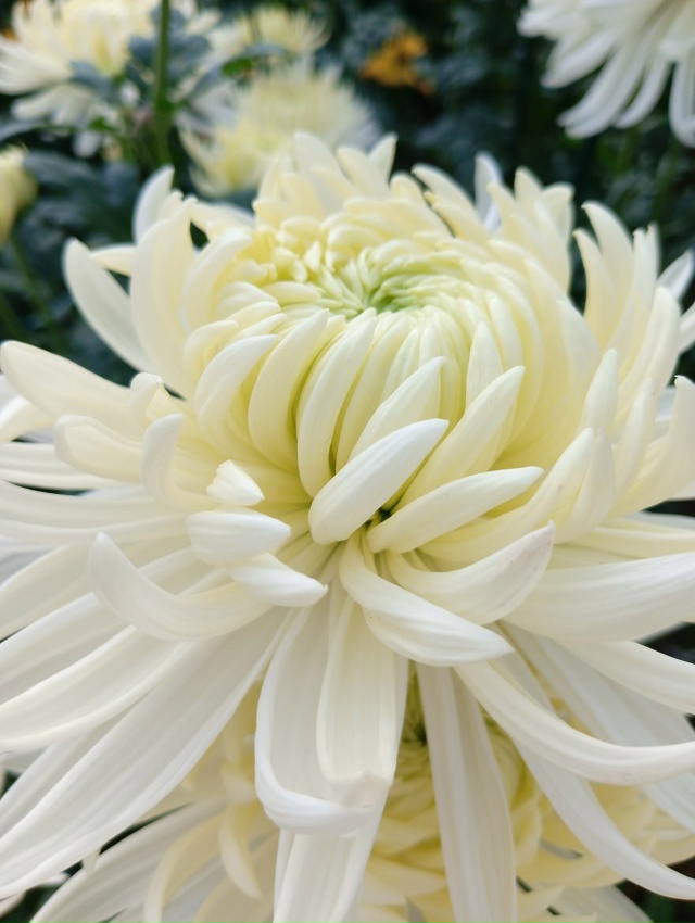 Никитский Ботанический сад
Бал Хризантем 2025г
Фото: Ко?...