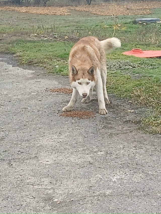 Район автозаправки Лукойл на 21-ой.
Может кто-то потерял...