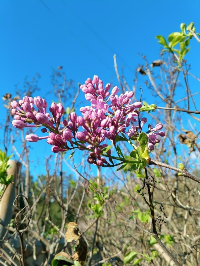 Псковичи делятся фотографиями цветущей в октябре сире...