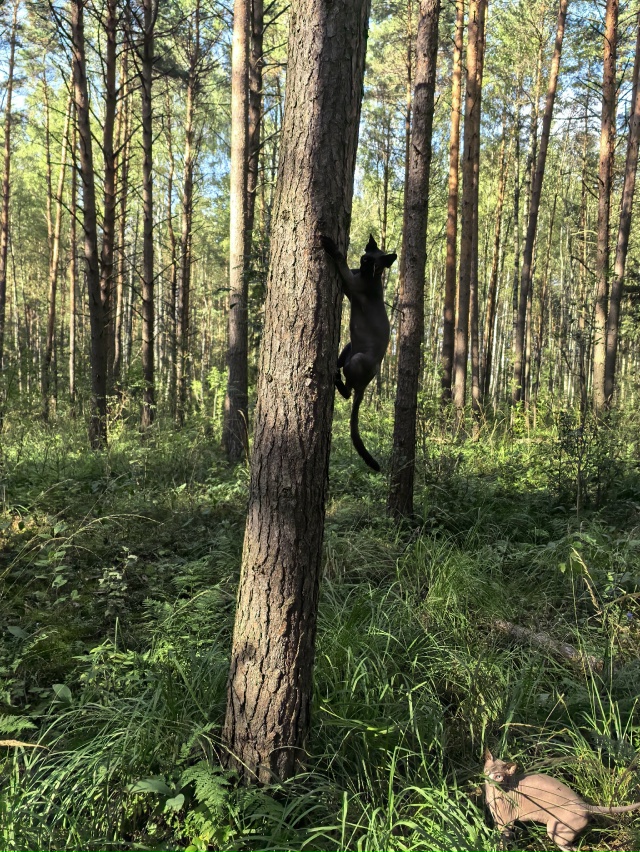Соломон Люциферович