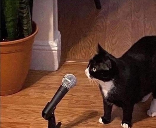 5 утра и мой кот😂