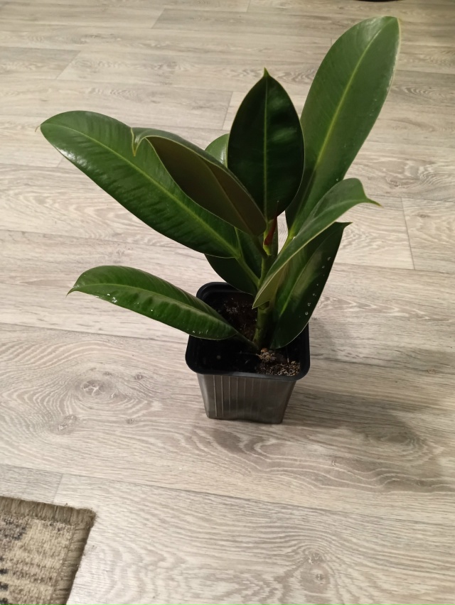 Продам цветы:
Юкка :750
Фикус :500 рублей
Фикус бенжамина :...